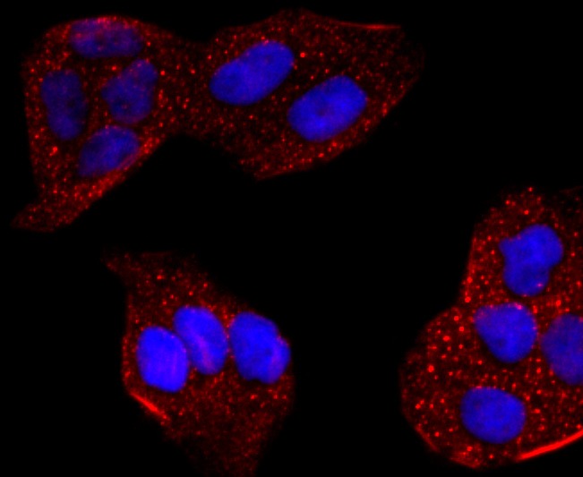 Anti-CYP2E1 Antibody (3A626)