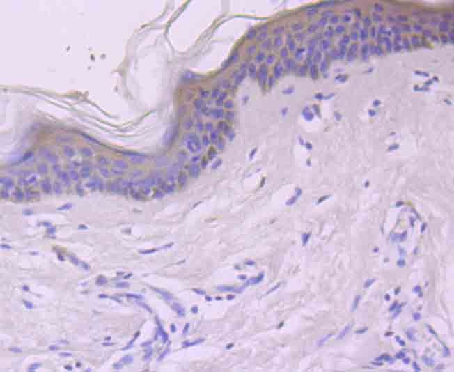 Anti-c-Rel Antibody (9I816)