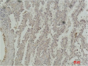 Anti-CREB1 Antibody (5D605)