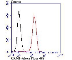 Anti-XPO1 Antibody (2H608)
