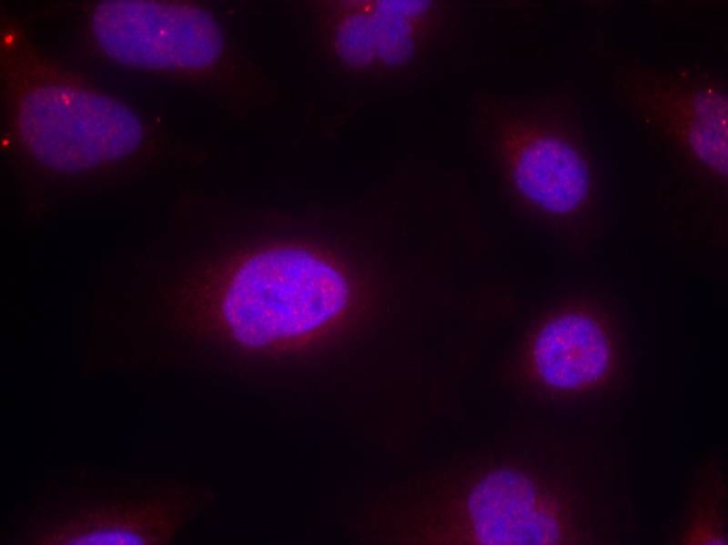 Anti-Phospho-CCNB1 (Ser147) Polyclonal Antibody