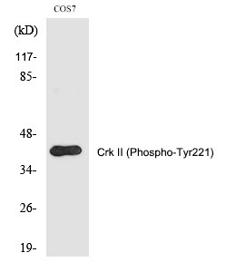 Anti-Phospho-Crk II (Tyr221) Polyclonal Antibody