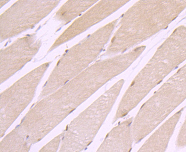Anti-XPO1 Antibody (2H608)