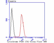 Anti-CYP17A1 Antibody (1U433)