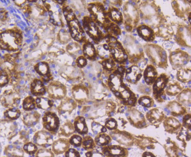 Anti-CYCS Antibody (7T202)
