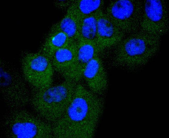 Anti-Cyclin D3 Antibody (5L448)