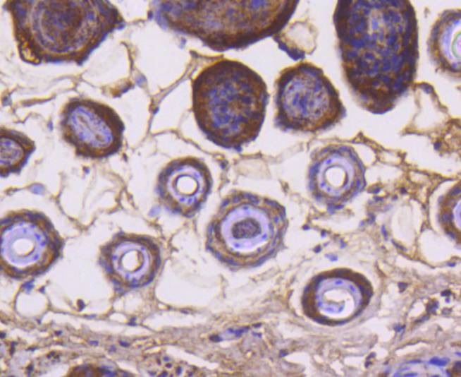 Anti-CYCS Antibody (7T202)