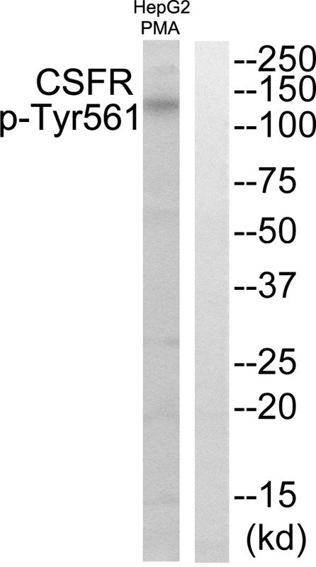 Anti-Phospho-CSF1R (Tyr561) Polyclonal Antibody