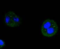 Anti-Cyclin D3 Antibody (5L448)