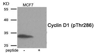 Anti-Phospho-CCND1 (Thr286) Polyclonal Antibody