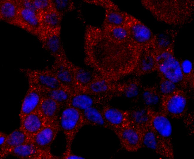 Anti-CYP2E1 Antibody (3A626)