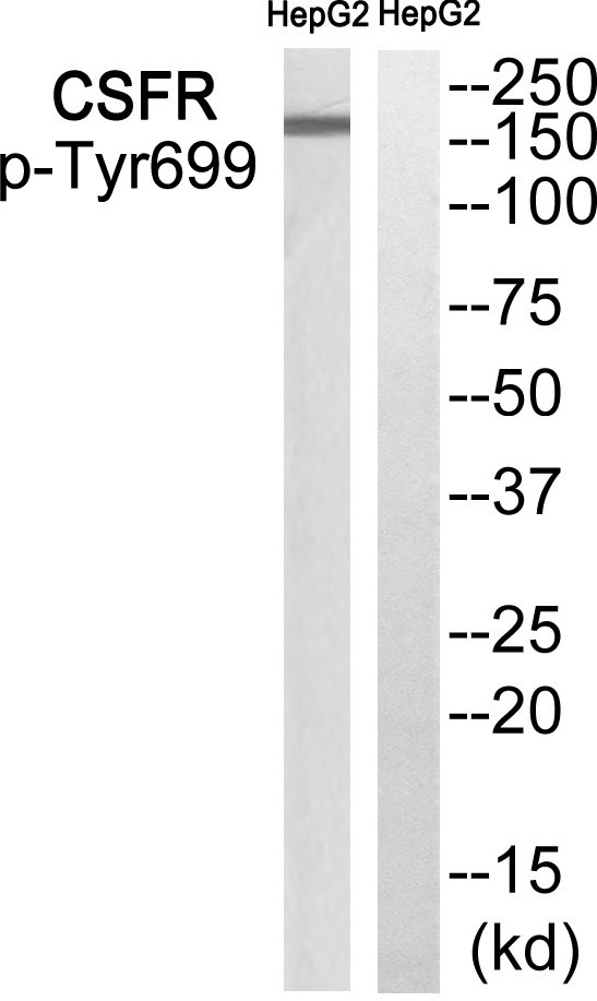 Anti-Phospho-CSF1R (Tyr699) Polyclonal Antibody