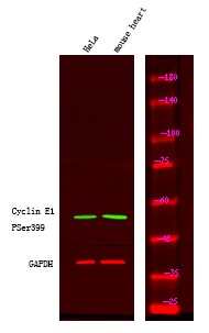 Anti-Phospho-CCNE1 (Ser399) Polyclonal Antibody