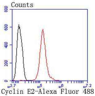 Anti-Cyclin E2 Antibody (2N277)