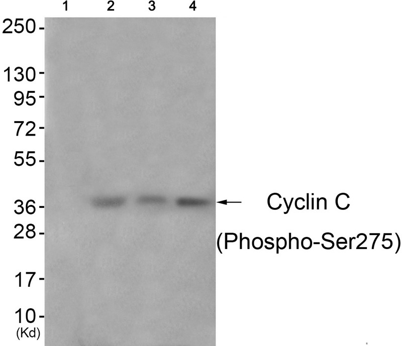 Anti-Phospho-Cyclin C (Ser275) Polyclonal Antibody