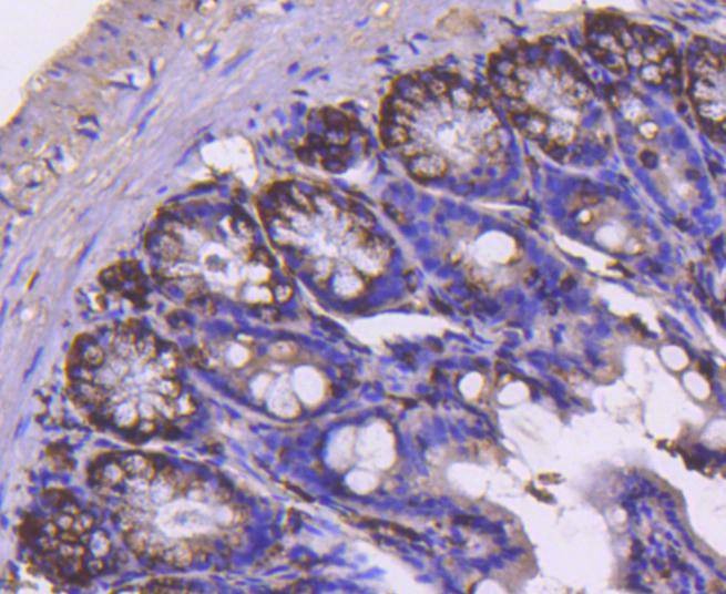 Anti-Cyclin B2 Antibody (9U494)