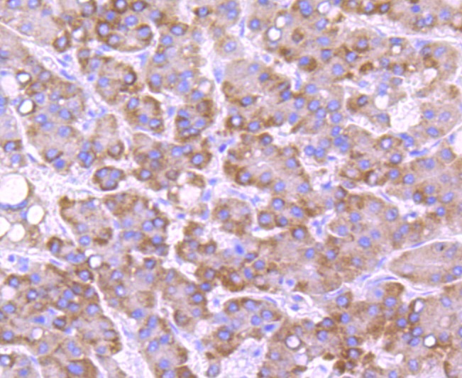 Anti-CYP2E1 Antibody (3A626)
