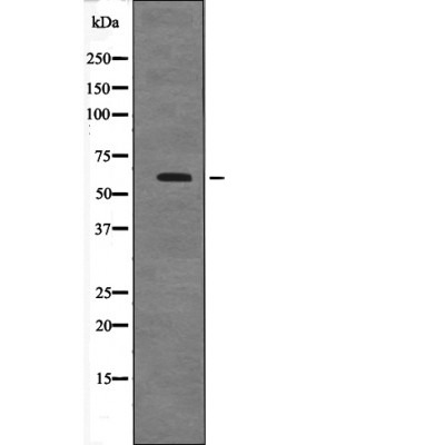Anti-Phospho-CCNB1 (Ser128) Polyclonal Antibody