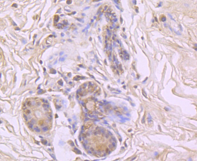 Anti-Cyclophilin A Antibody (4Y81)