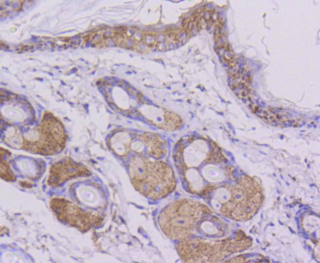 Anti-CYCS Antibody (9A456)