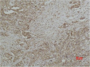 Anti-CYCS Antibody (9L198)