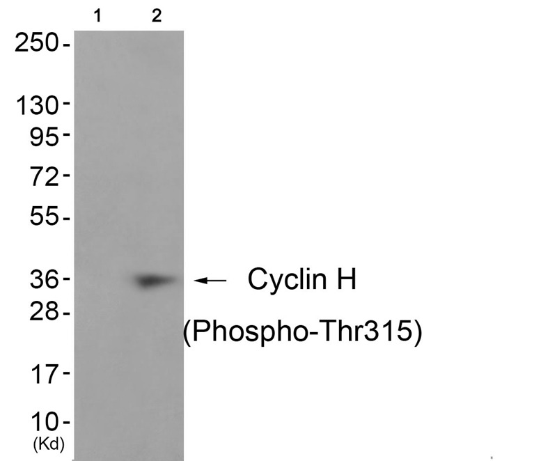 Anti-Phospho-Cyclin H (Thr315) Polyclonal Antibody