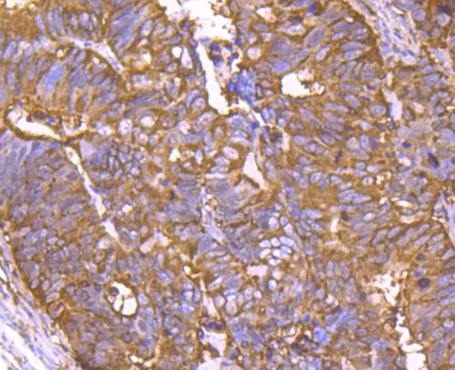 Anti-Cyclophilin F Antibody (6E743)