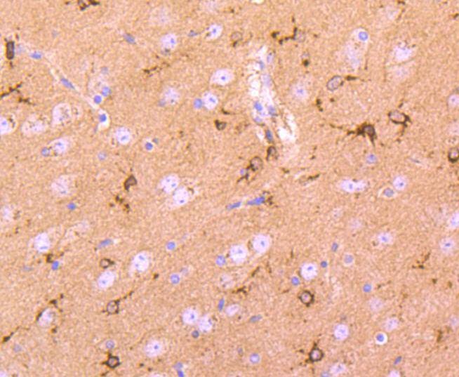 Anti-CST3 Antibody (6K312)