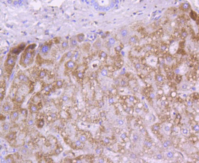 Anti-CYCS Antibody (9A456)