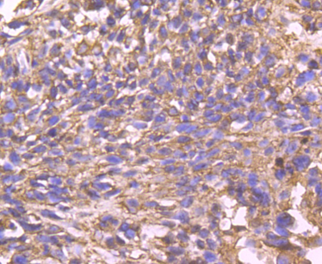 Anti-Cyclophilin F Antibody (6E743)