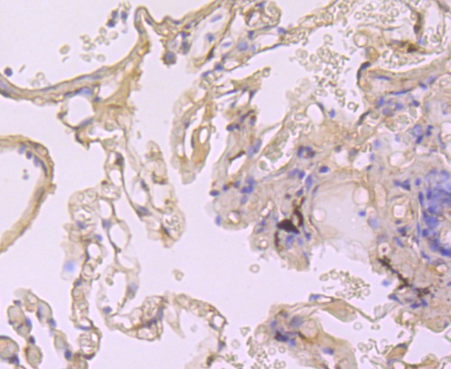 Anti-Cyclophilin A Antibody (4Y81)