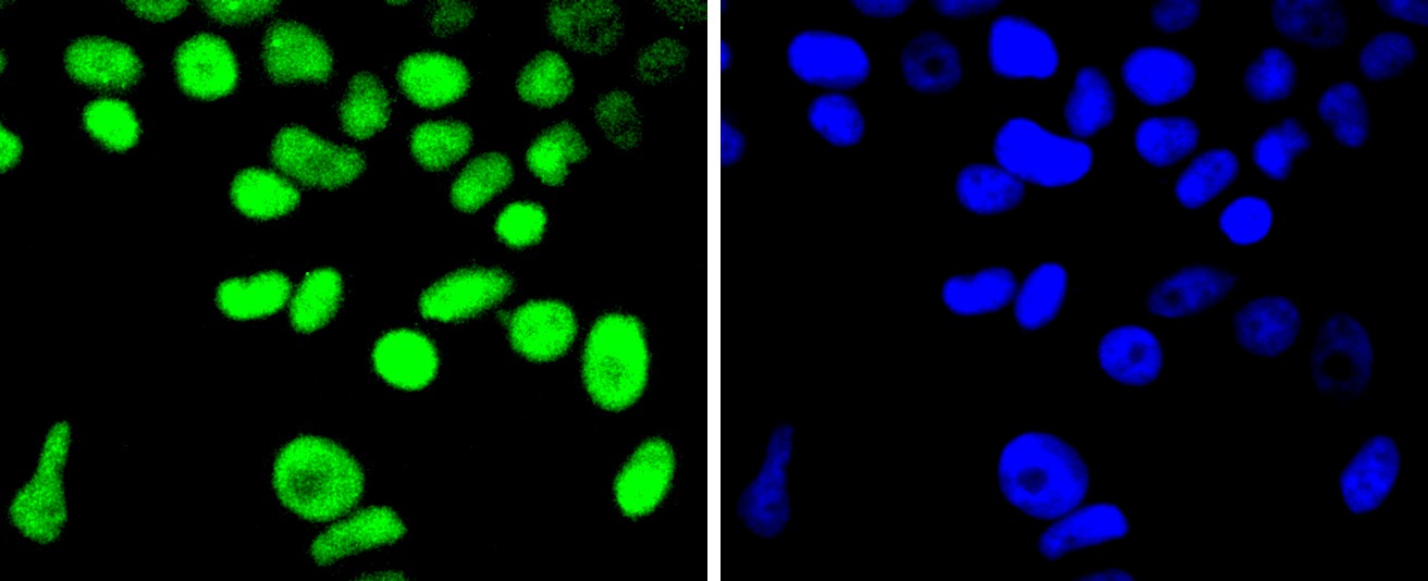 Anti-Cyclin H Antibody (8F15)