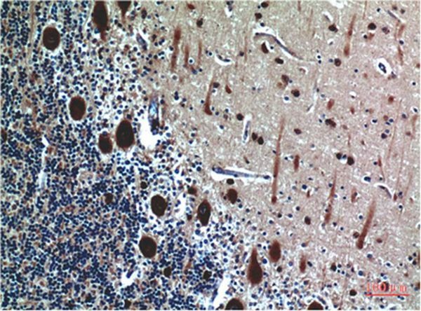 Anti-CST3 Antibody (4F224)
