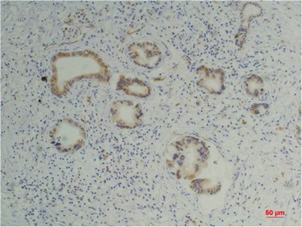 Anti-Cyclophilin B Antibody (5H205)