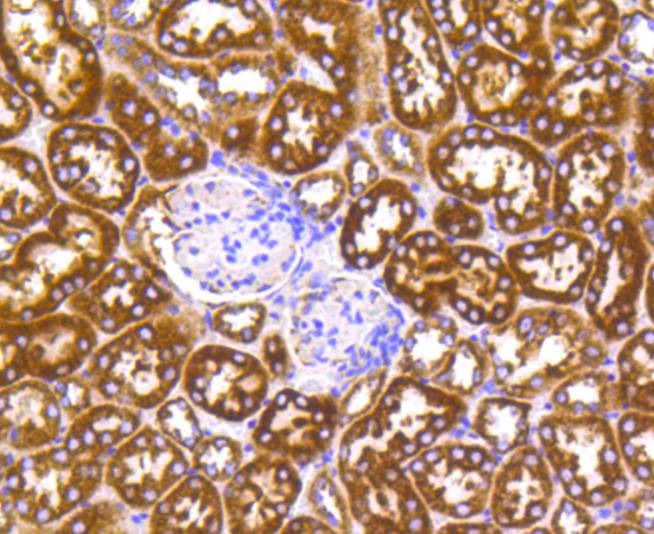 Anti-CYCS Antibody (9A456)