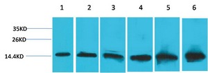 Anti-CYCS Antibody (9L198)