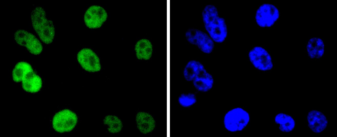 Anti-Cyclin H Antibody (8F15)