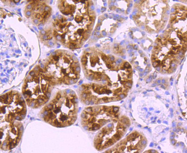 Anti-CST3 Antibody (6K312)