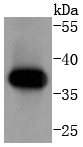 Anti-Cyclin H Antibody (8F15)