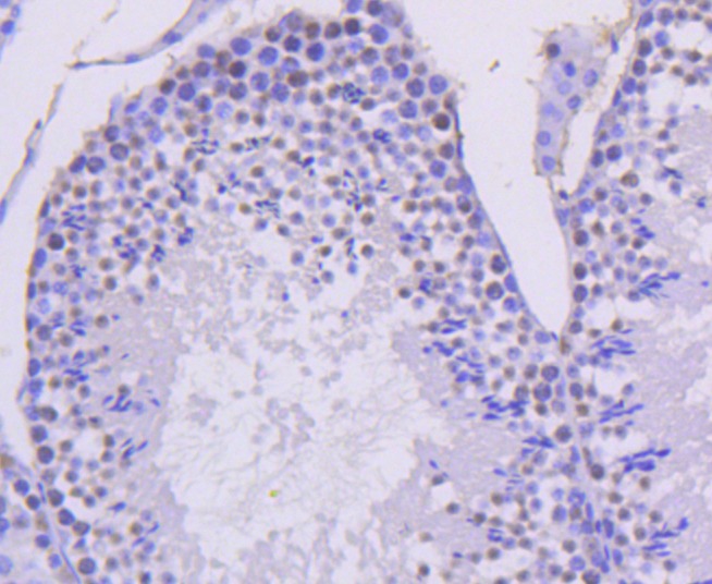 Anti-Cyclin H Antibody (8F15)