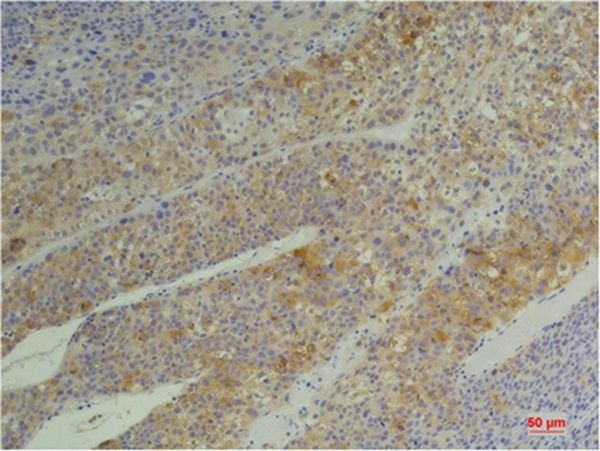 Anti-Cyclophilin B Antibody (5H205)