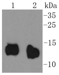 Anti-CYCS Antibody (9A456)