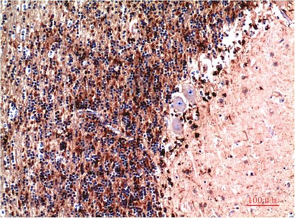 Anti-CST3 Antibody (1A172)