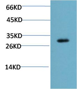 Anti-DDIT3 Antibody (2Y717)