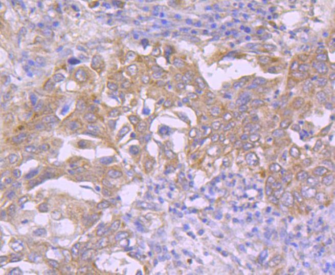 Anti-CDK7 Antibody (3Y405)