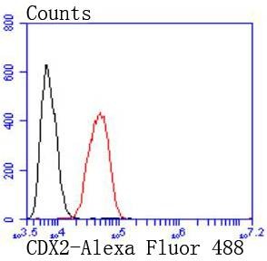 Anti-CDX2 Antibody (1N738)