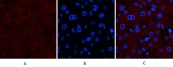 Anti-COL4A1 Antibody (8N71)