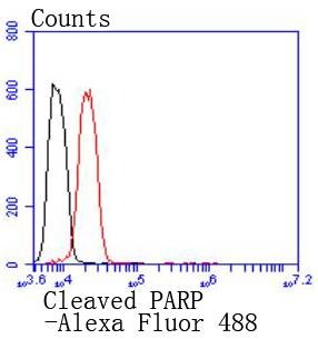 Anti-PARP1 Antibody (5R212)