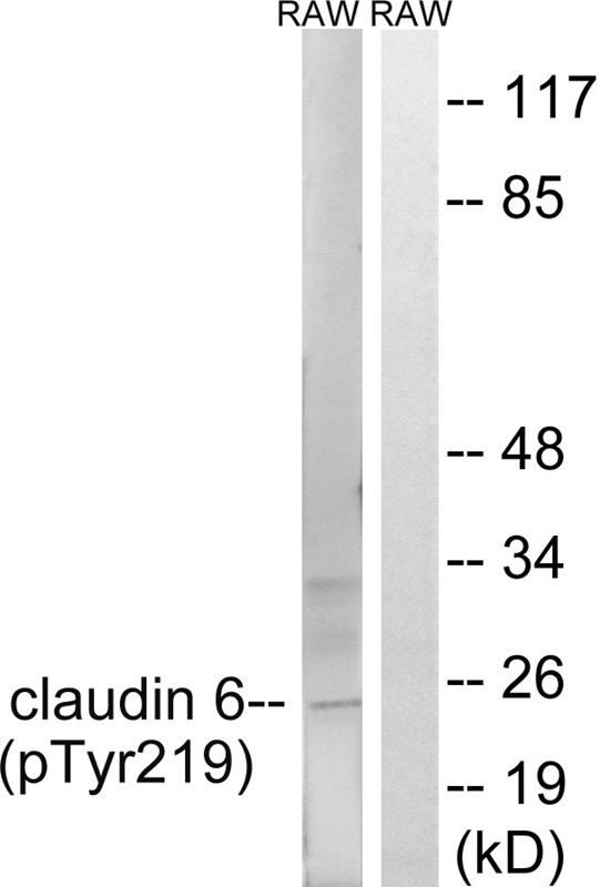 Anti-Phospho-Claudin-6 (Tyr219) Polyclonal Antibody