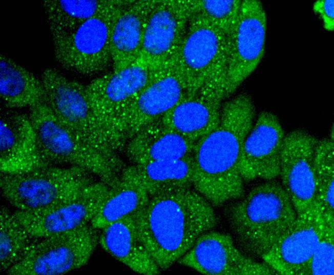 Anti-COL6A3 Antibody (4A311)